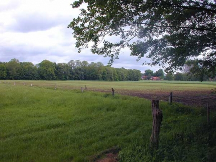 Bild 2 von Erlen- und Weidenbestand mit Buchenwaldflora